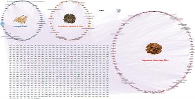 Network pharmacology and transcriptomics reveal the mechanisms of FFBZL in the treatment of oral squamous cell carcinoma